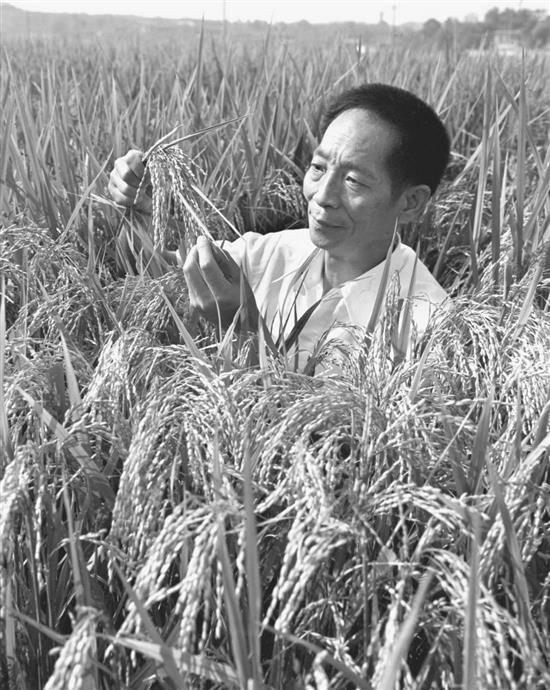 1981年，袁隆平为第二届国际杂交水稻育种培训班遴选讲课用的杂交水稻标本。新华社 图